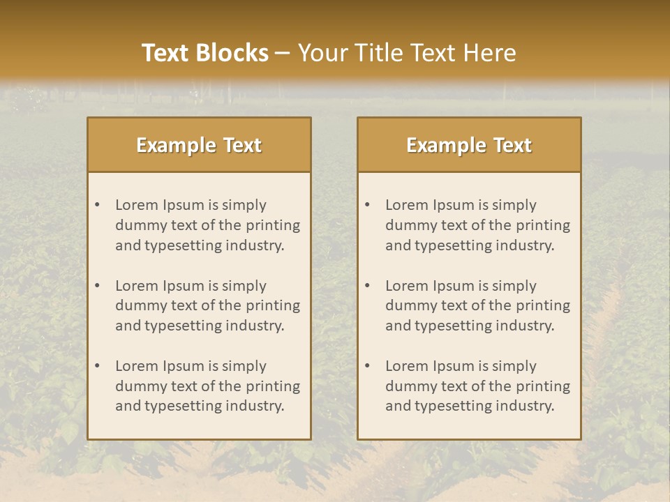 Rows Of Potato Plants, Scotland May 2005 PowerPoint Template