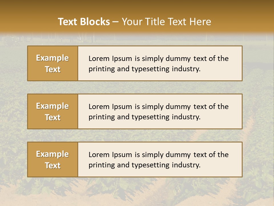 Rows Of Potato Plants, Scotland May 2005 PowerPoint Template