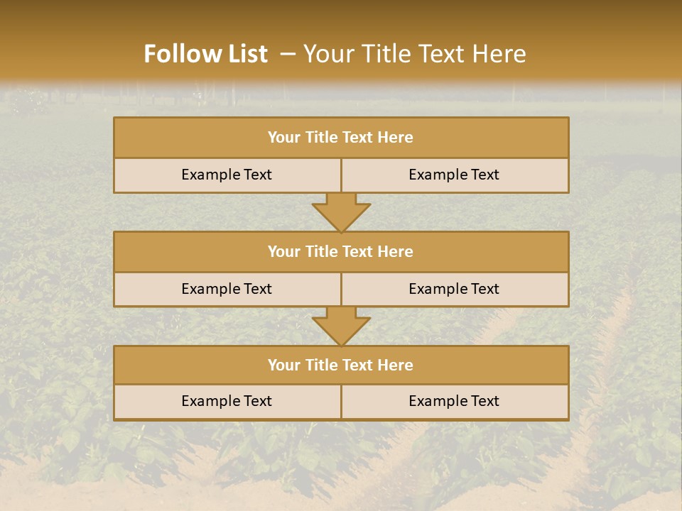 Rows Of Potato Plants, Scotland May 2005 PowerPoint Template