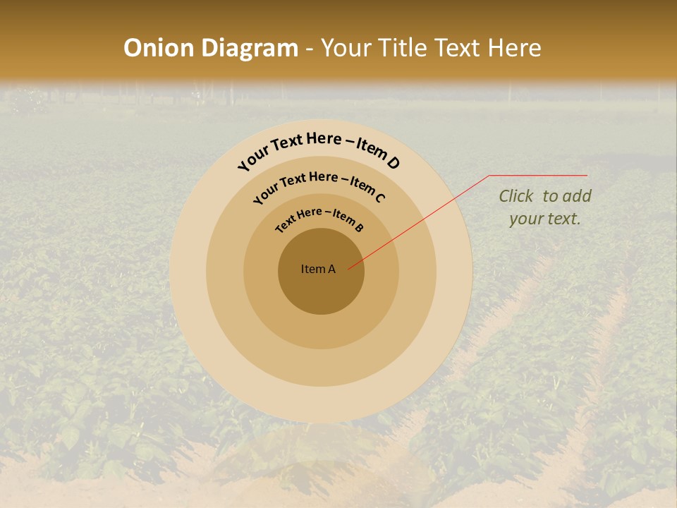 Rows Of Potato Plants, Scotland May 2005 PowerPoint Template