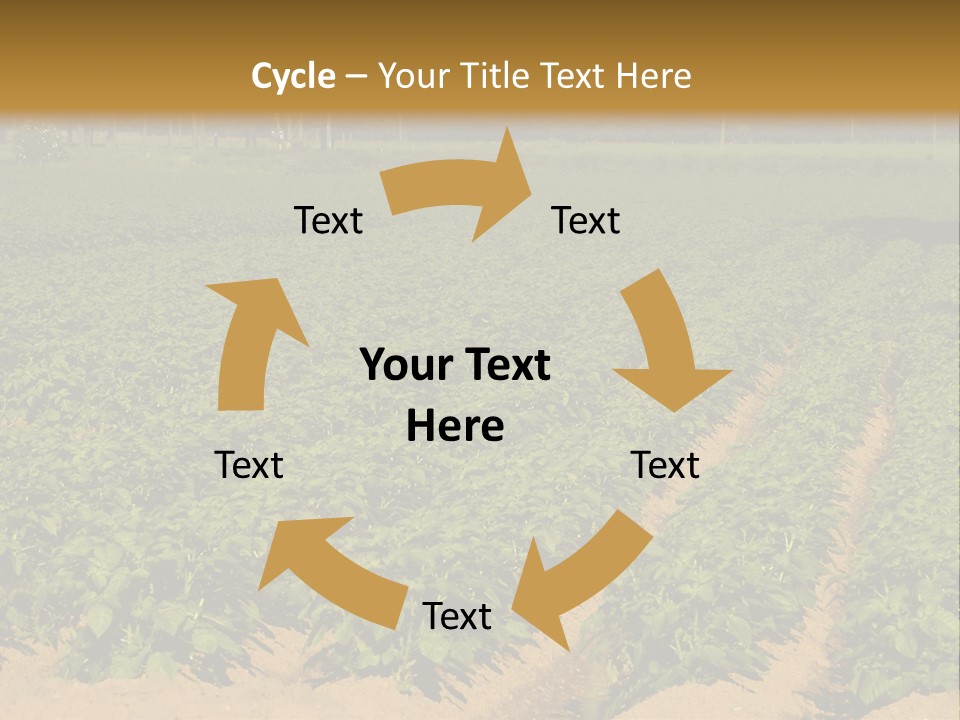 Rows Of Potato Plants, Scotland May 2005 PowerPoint Template