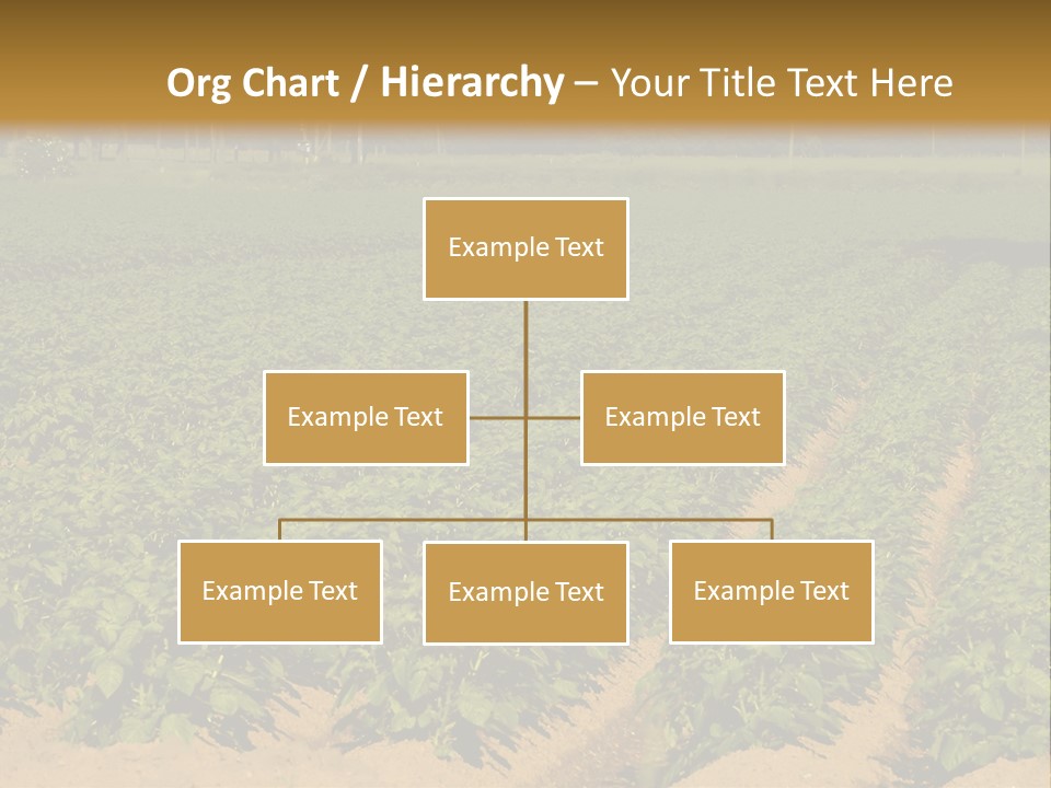 Rows Of Potato Plants, Scotland May 2005 PowerPoint Template