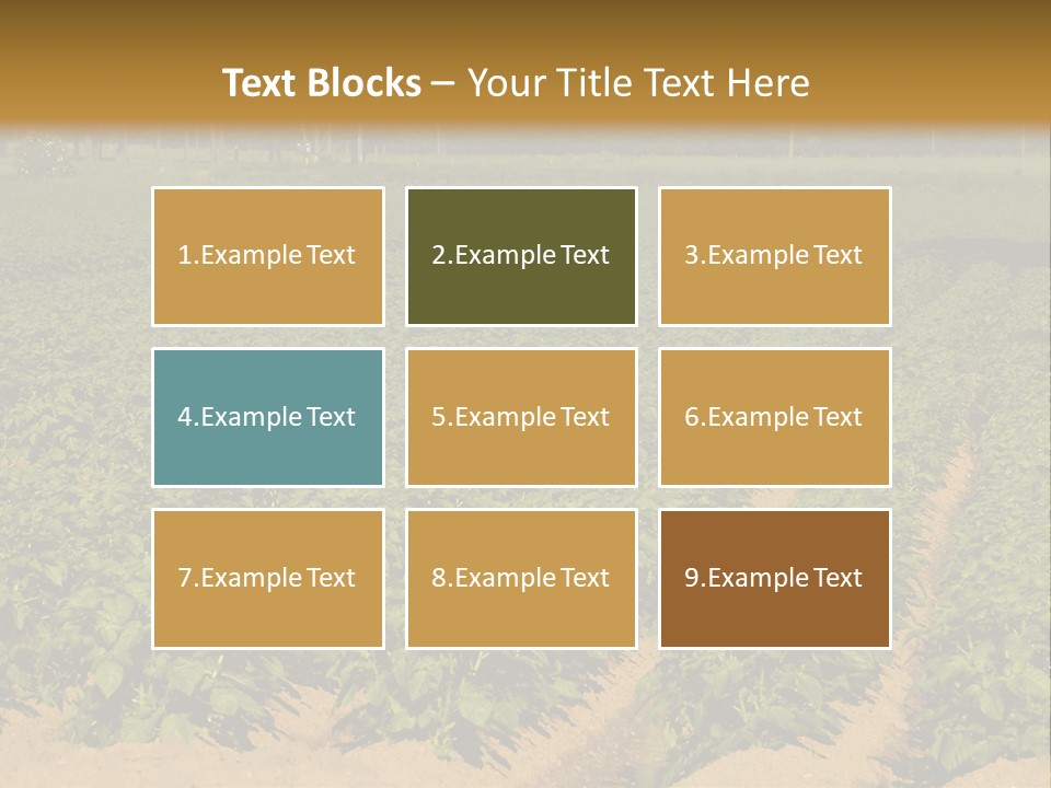 Rows Of Potato Plants, Scotland May 2005 PowerPoint Template