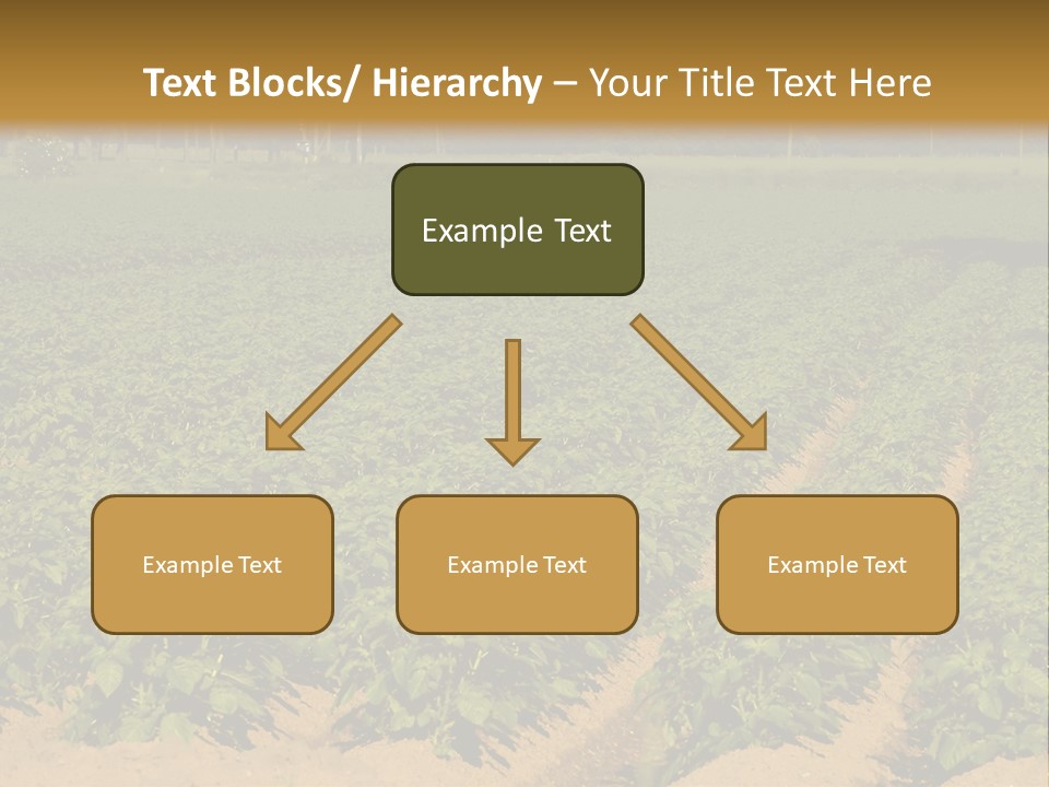 Rows Of Potato Plants, Scotland May 2005 PowerPoint Template