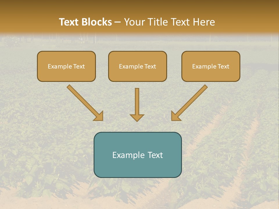 Rows Of Potato Plants, Scotland May 2005 PowerPoint Template