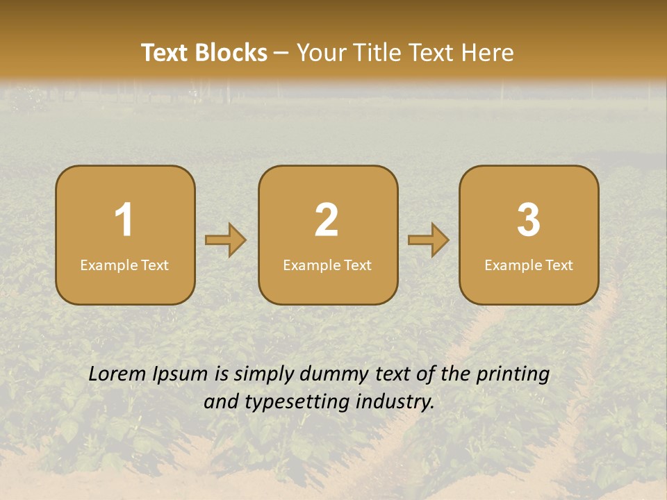 Rows Of Potato Plants, Scotland May 2005 PowerPoint Template