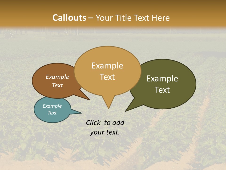 Rows Of Potato Plants, Scotland May 2005 PowerPoint Template