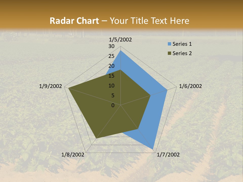 Rows Of Potato Plants, Scotland May 2005 PowerPoint Template