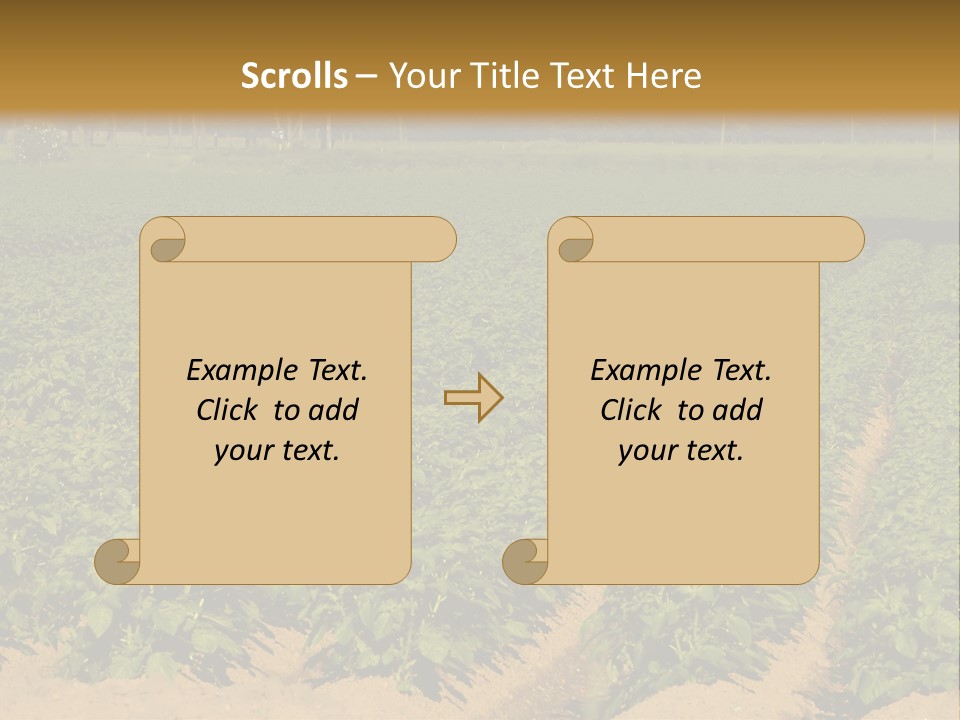 Rows Of Potato Plants, Scotland May 2005 PowerPoint Template