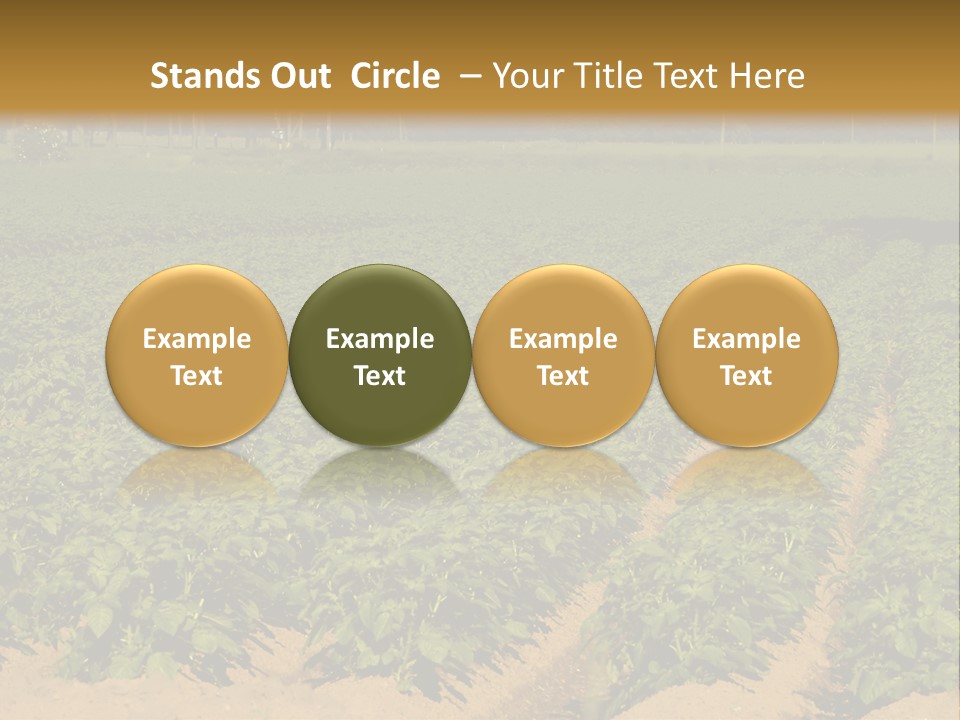 Rows Of Potato Plants, Scotland May 2005 PowerPoint Template