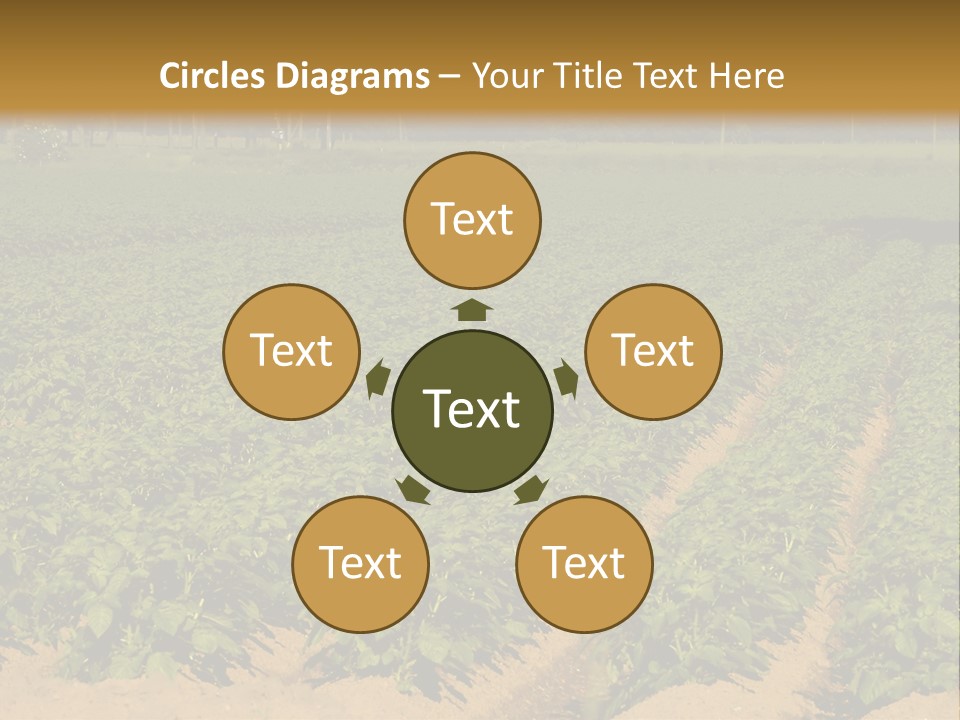 Rows Of Potato Plants, Scotland May 2005 PowerPoint Template