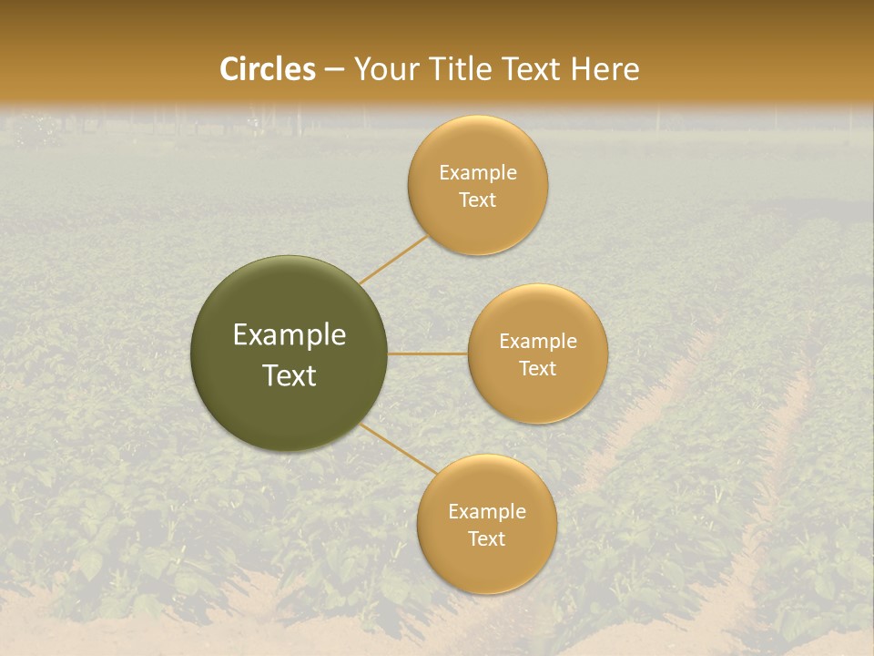 Rows Of Potato Plants, Scotland May 2005 PowerPoint Template