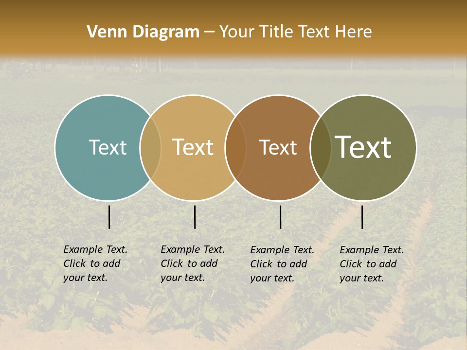 Rows Of Potato Plants, Scotland May 2005 PowerPoint Template