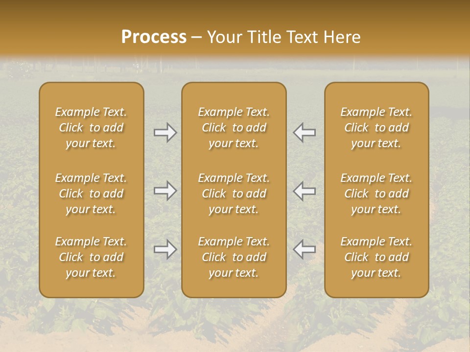 Rows Of Potato Plants, Scotland May 2005 PowerPoint Template