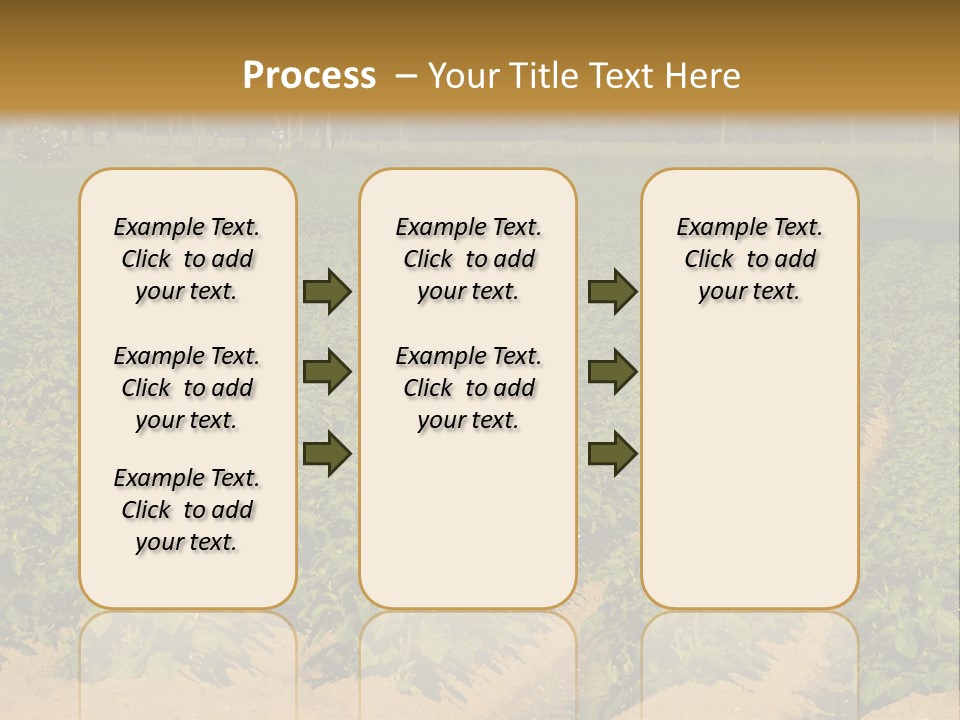 Rows Of Potato Plants, Scotland May 2005 PowerPoint Template