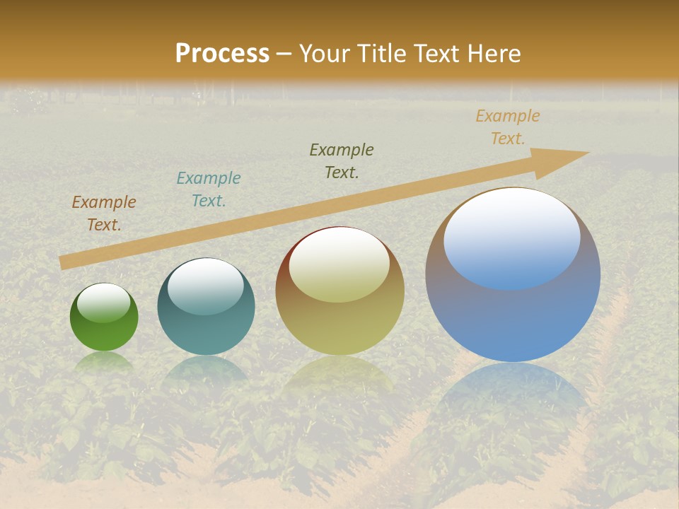 Rows Of Potato Plants, Scotland May 2005 PowerPoint Template
