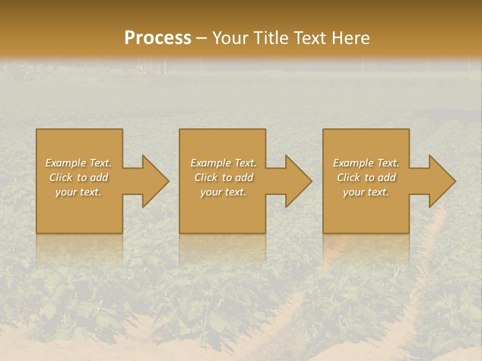 Rows Of Potato Plants, Scotland May 2005 PowerPoint Template