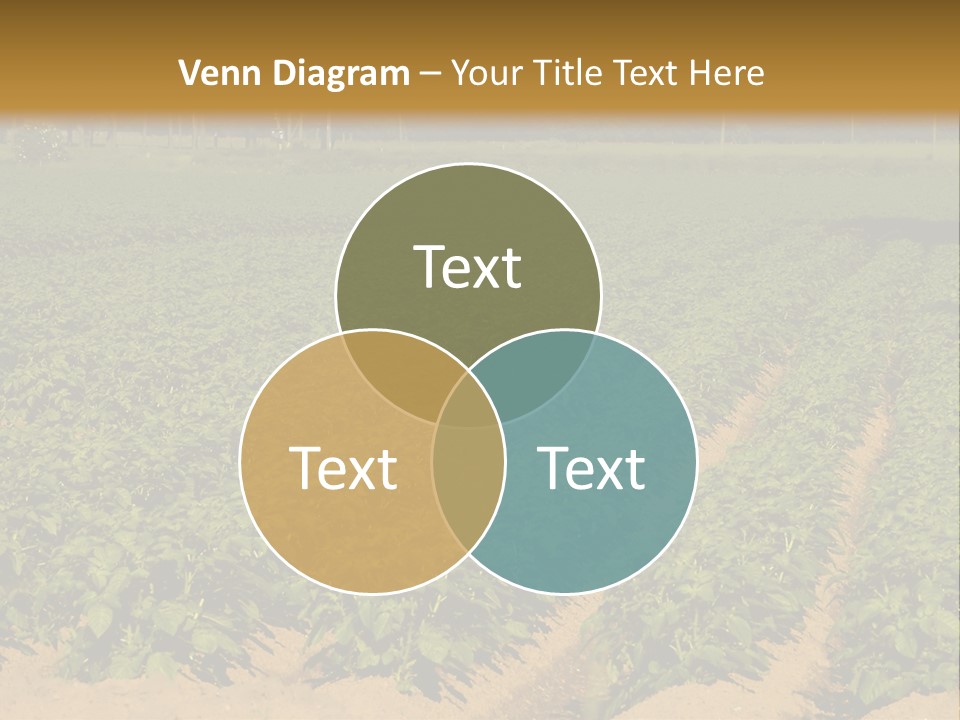 Rows Of Potato Plants, Scotland May 2005 PowerPoint Template