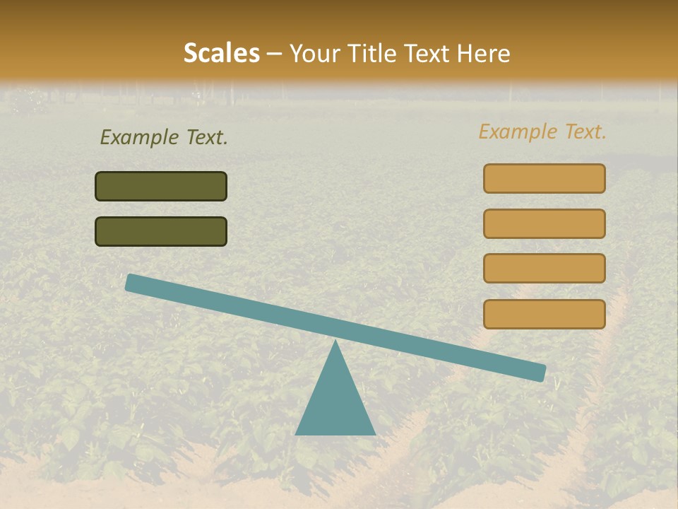 Rows Of Potato Plants, Scotland May 2005 PowerPoint Template
