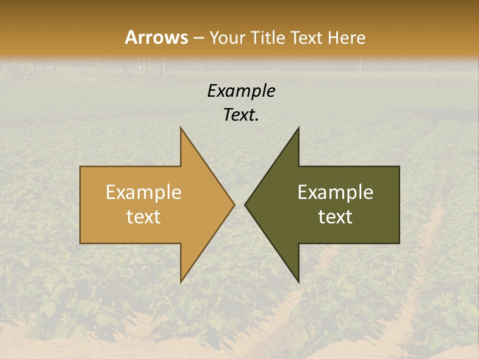 Rows Of Potato Plants, Scotland May 2005 PowerPoint Template