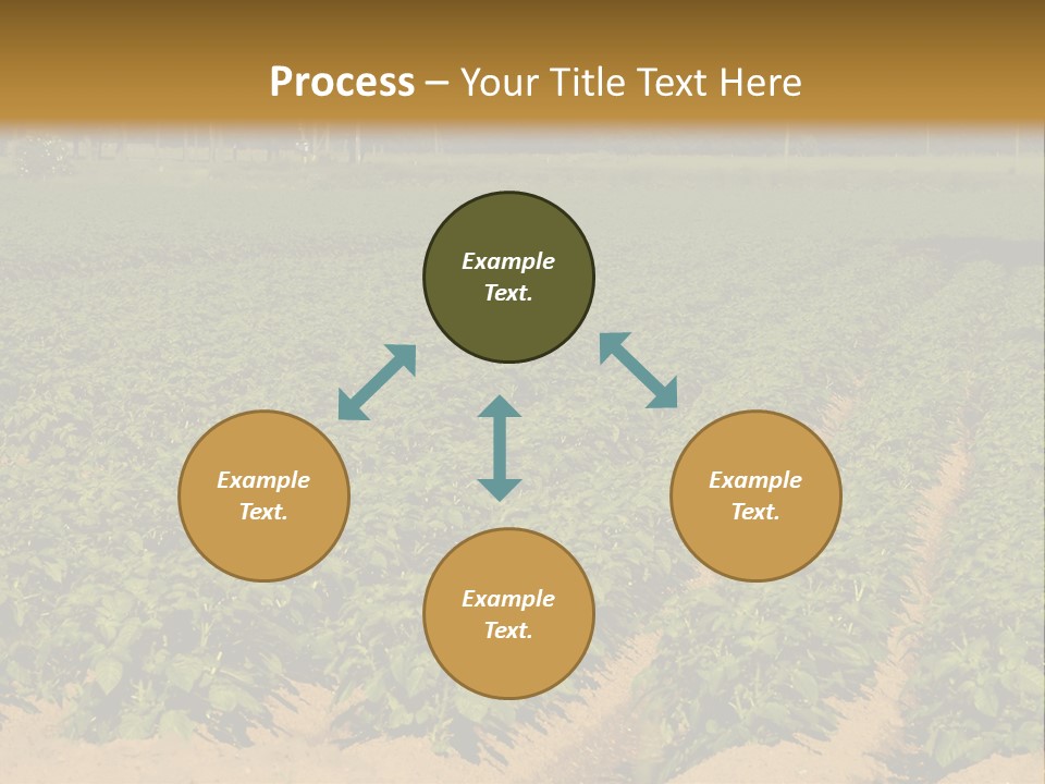 Rows Of Potato Plants, Scotland May 2005 PowerPoint Template