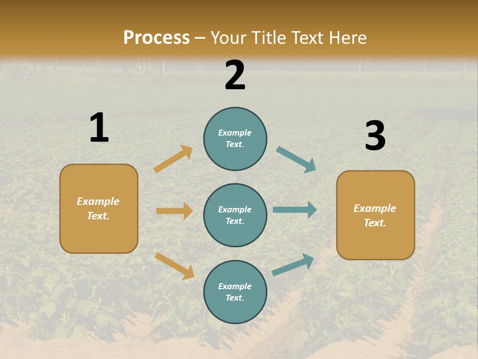 Rows Of Potato Plants, Scotland May 2005 PowerPoint Template