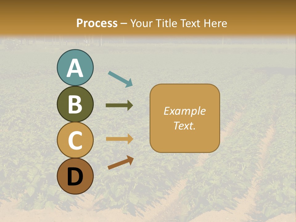 Rows Of Potato Plants, Scotland May 2005 PowerPoint Template