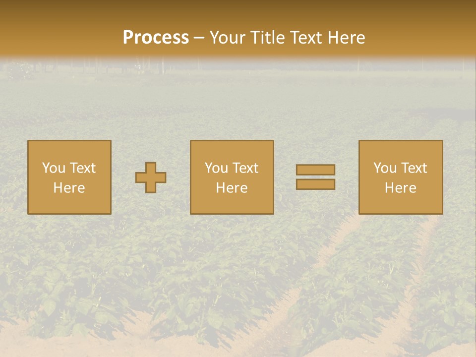 Rows Of Potato Plants, Scotland May 2005 PowerPoint Template