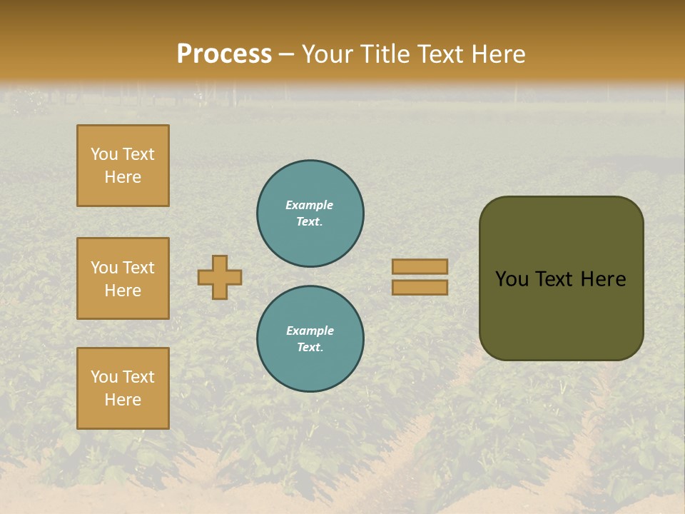Rows Of Potato Plants, Scotland May 2005 PowerPoint Template