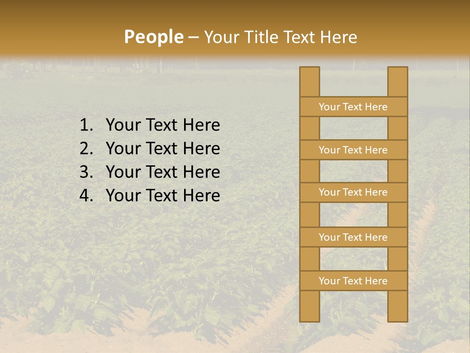 Rows Of Potato Plants, Scotland May 2005 PowerPoint Template