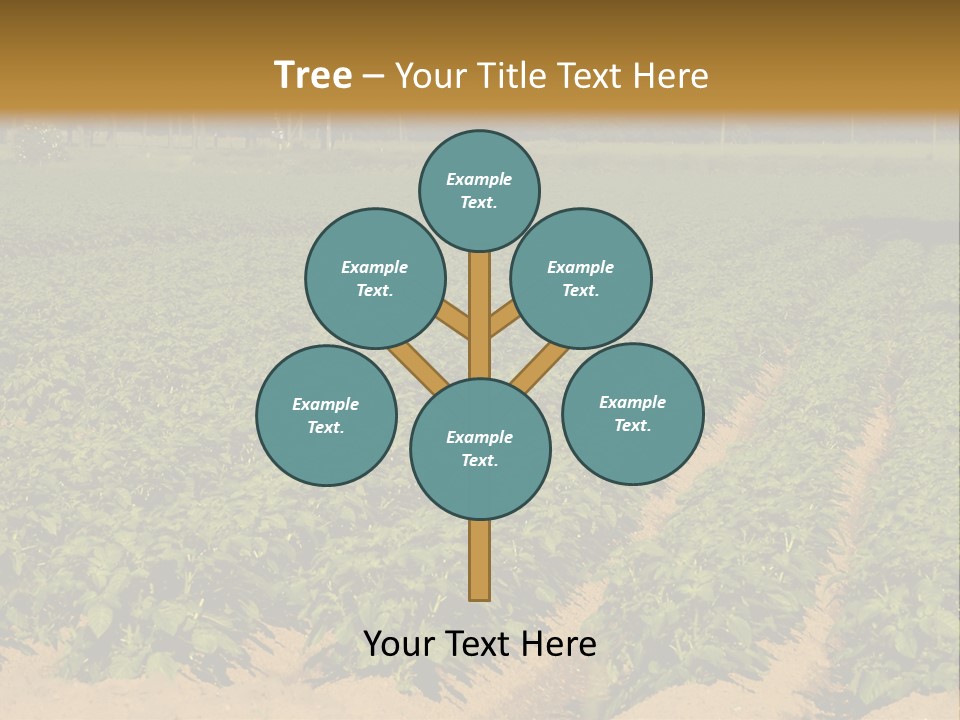 Rows Of Potato Plants, Scotland May 2005 PowerPoint Template