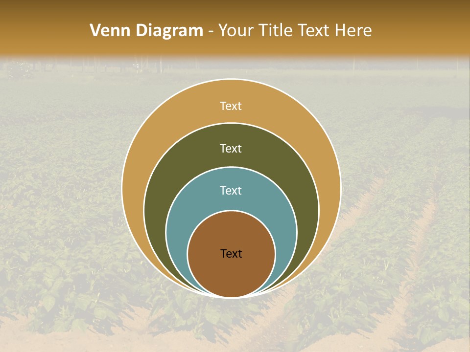 Rows Of Potato Plants, Scotland May 2005 PowerPoint Template