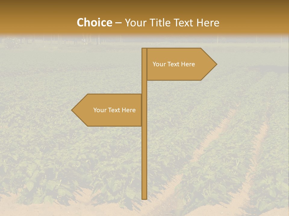 Rows Of Potato Plants, Scotland May 2005 PowerPoint Template
