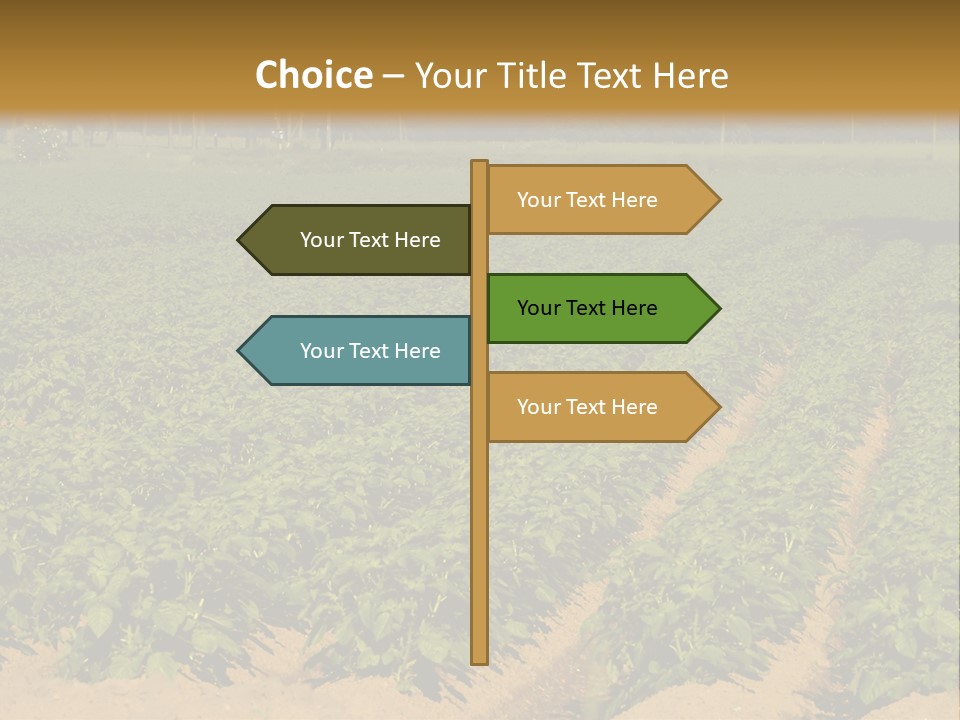 Rows Of Potato Plants, Scotland May 2005 PowerPoint Template