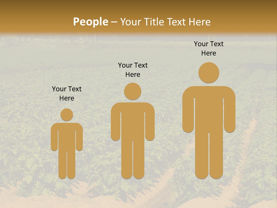 Rows Of Potato Plants, Scotland May 2005 PowerPoint Template