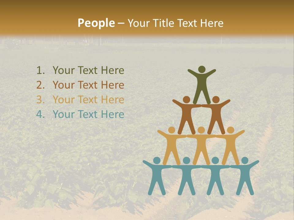 Rows Of Potato Plants, Scotland May 2005 PowerPoint Template