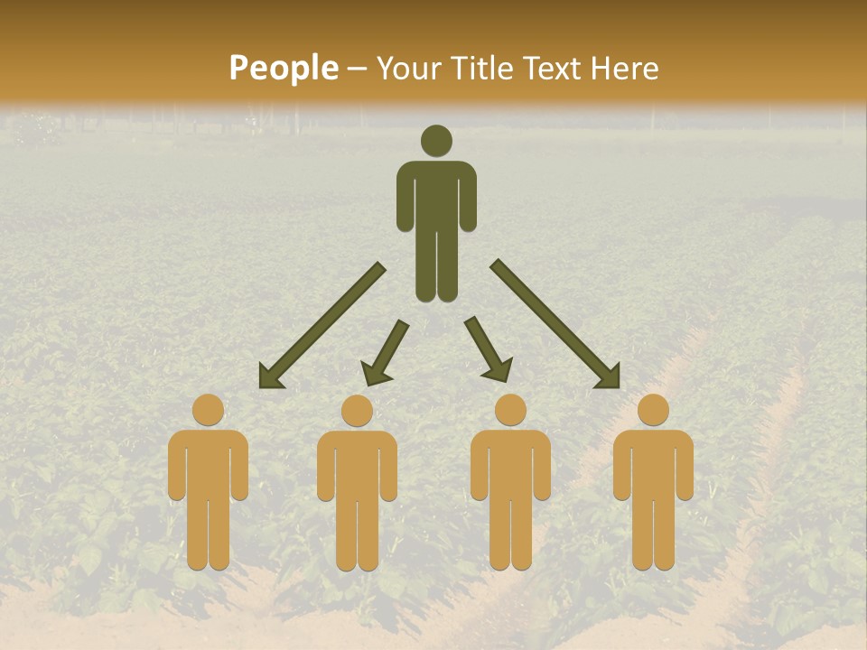 Rows Of Potato Plants, Scotland May 2005 PowerPoint Template