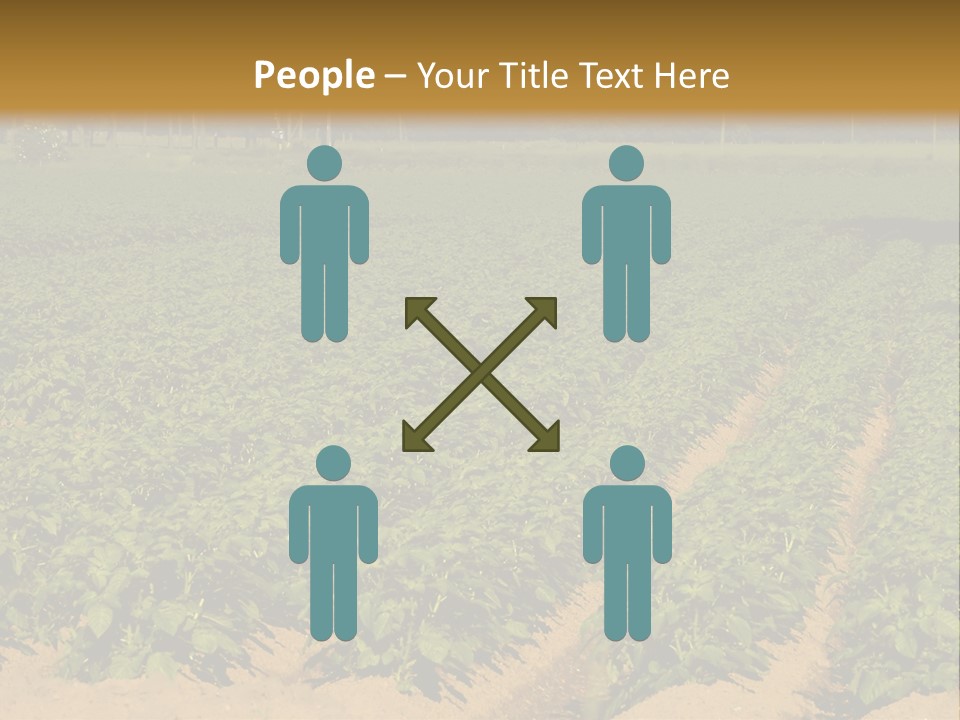 Rows Of Potato Plants, Scotland May 2005 PowerPoint Template