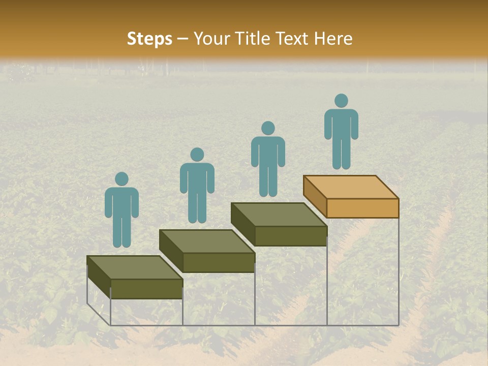 Rows Of Potato Plants, Scotland May 2005 PowerPoint Template