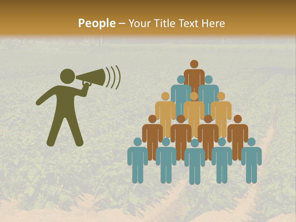 Rows Of Potato Plants, Scotland May 2005 PowerPoint Template