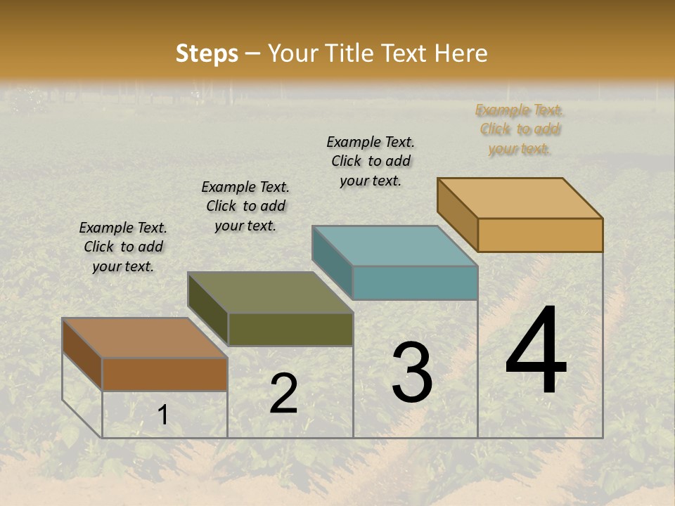 Rows Of Potato Plants, Scotland May 2005 PowerPoint Template