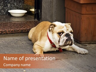 Serious Bulldog On The Florence Street. PowerPoint Template