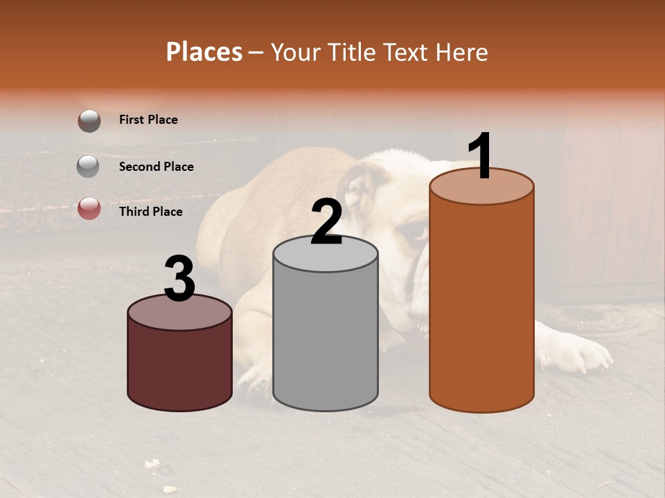 Serious Bulldog On The Florence Street. PowerPoint Template