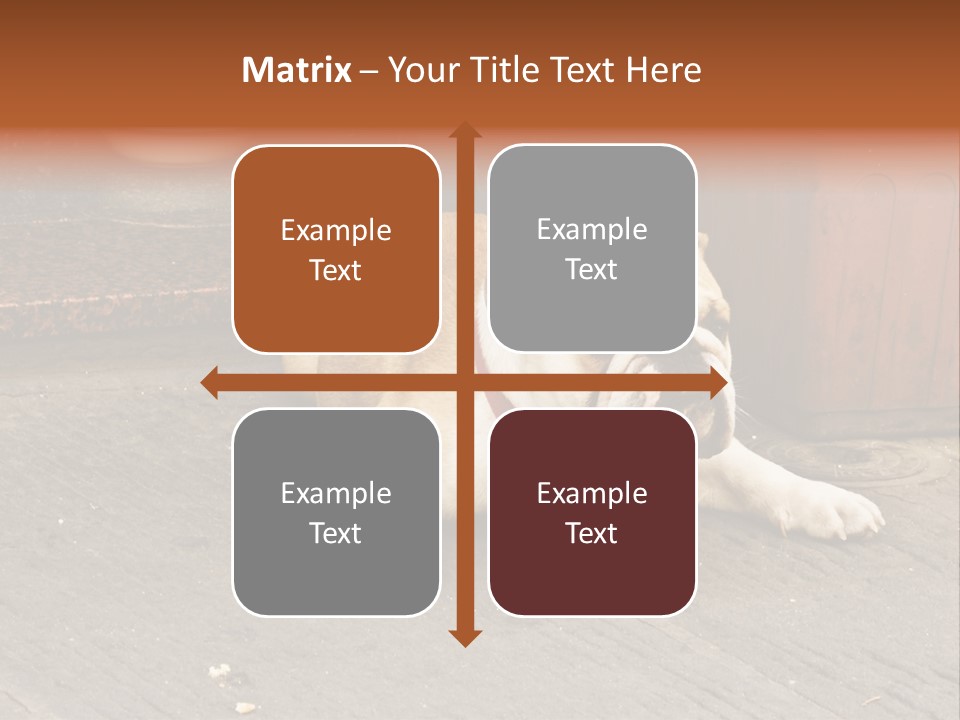 Serious Bulldog On The Florence Street. PowerPoint Template