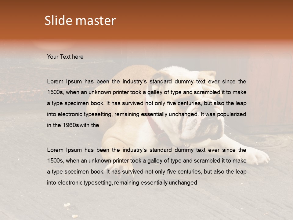 Serious Bulldog On The Florence Street. PowerPoint Template