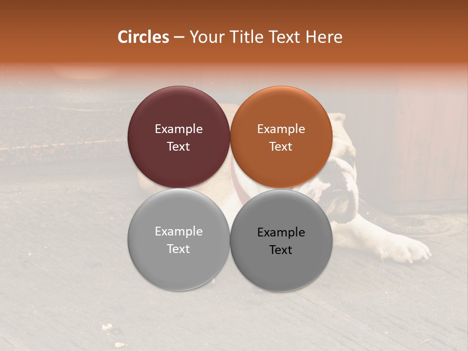 Serious Bulldog On The Florence Street. PowerPoint Template