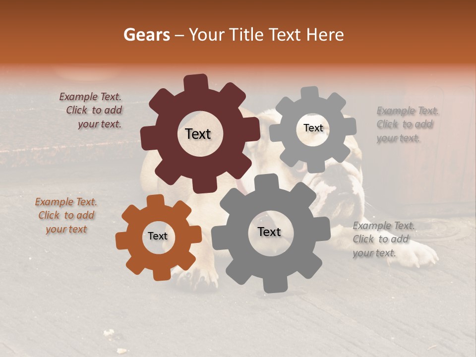 Serious Bulldog On The Florence Street. PowerPoint Template