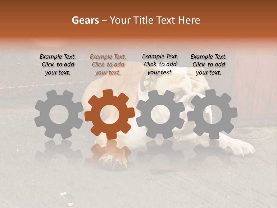 Serious Bulldog On The Florence Street. PowerPoint Template