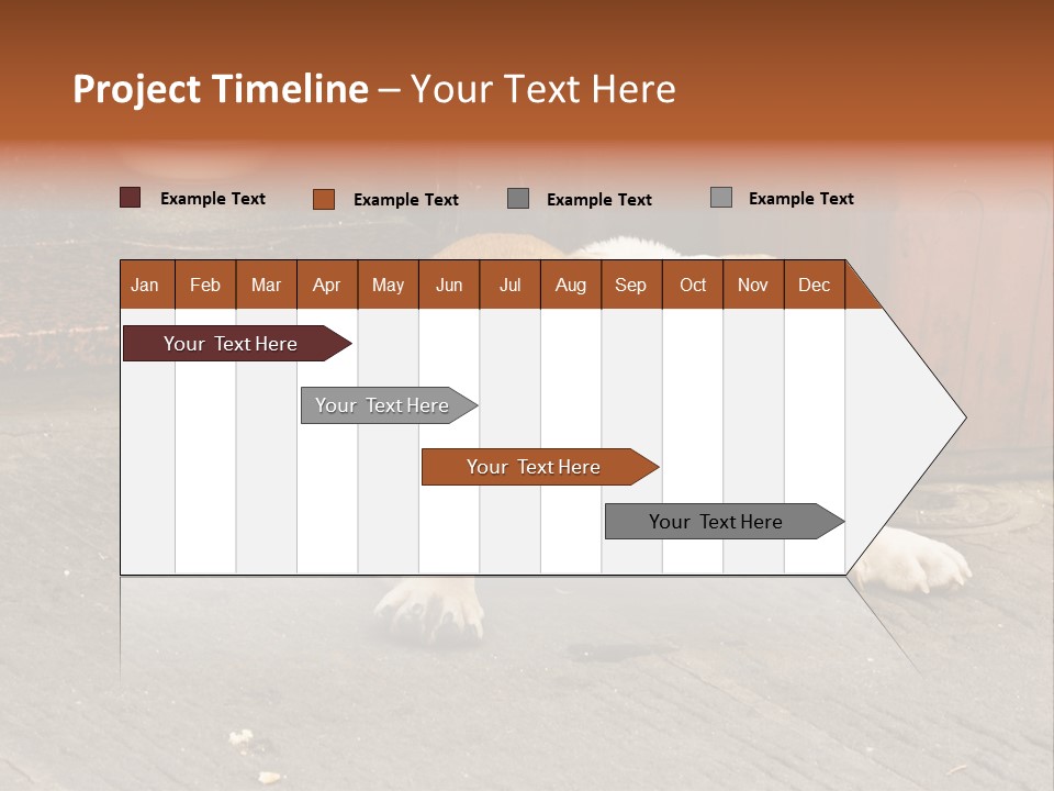 Serious Bulldog On The Florence Street. PowerPoint Template