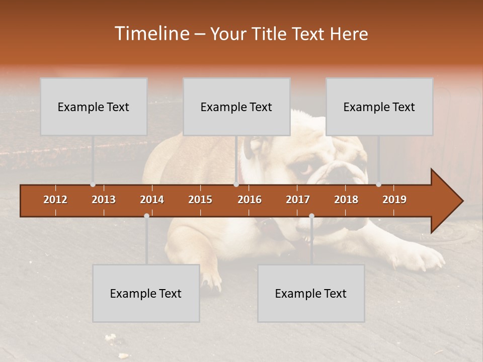 Serious Bulldog On The Florence Street. PowerPoint Template